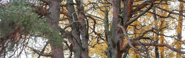 Kolm väärikat puud võistlevad aasta puu tiitli nimel