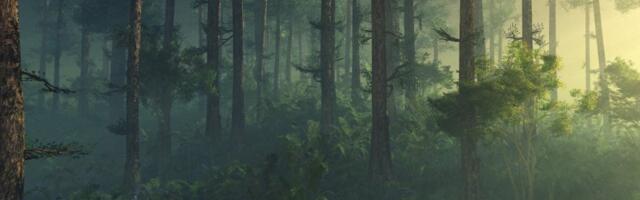 Liis Kängsepp: kuidas oma kodumetsas ära eksisin. Ehk aitab minu lugu teistel seda vältida