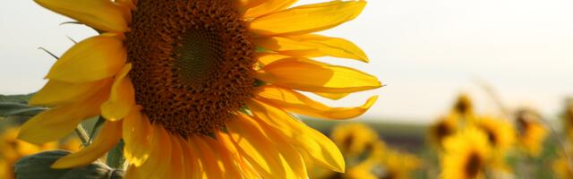 17. august : tänase päeva sõnumid (numeroloogia)