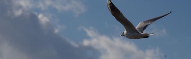 Hiiumaal tuvastati lindude gripp