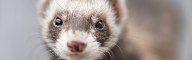 Valgetuhkrute vaktsineerimine marutaudi vastu muutus kohustuslikuks