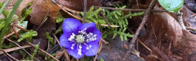 ILMATEADE | Tihedas vihmasajus tõuseb temperatuur +8 kraadini