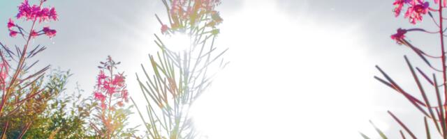 Hiina astroloogia : soovitused igale loomamärgile tänaseks päevaks (15. august)