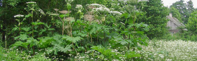 Amet: Karuputke tõrje Eestis kulgeb edukalt