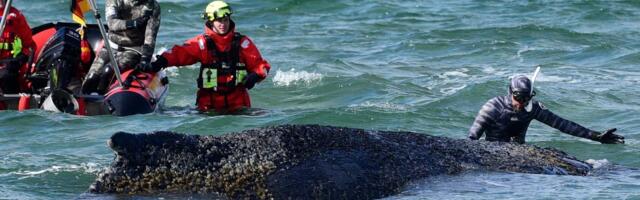 FOTOD | Surmasuust pääsenud! Viis päeva lõksus olnud hiiglaslik küürvaal võitles end vabaks