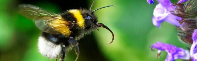 Kimalane tunneb rütmi