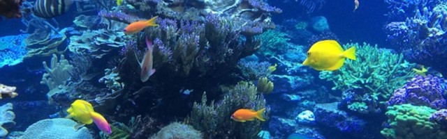 Maxima motiveerib töötajaid soojamaareisiga vaktsineerima