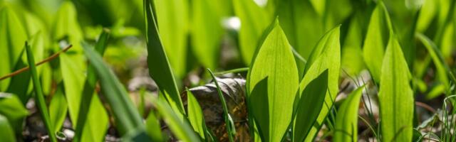 Mürgistusennetusnädalal kutsutakse karulaugu ja rabarberi suhtes tähelepanelik olema