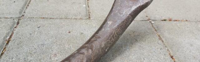 KÕVA SÕNA: sõrgkangikangelane sajatab