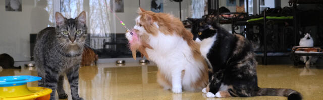 Здание нарвского приюта для животных законсервировано до лучших времен