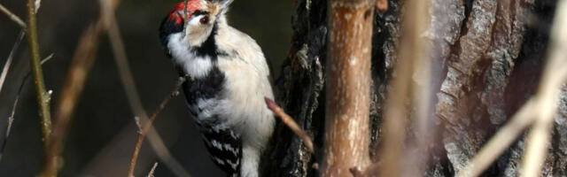 LINNADE LINNUVAATLUSPÄEVAL LÕI TALLINN KÕIGI AEGADE REKORDI