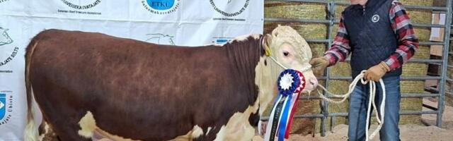 Parim lihaveis 2026 tuli Tsura talust