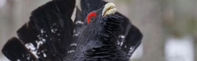 Riik võtab kaitse alla uued metsise püsielupaigad