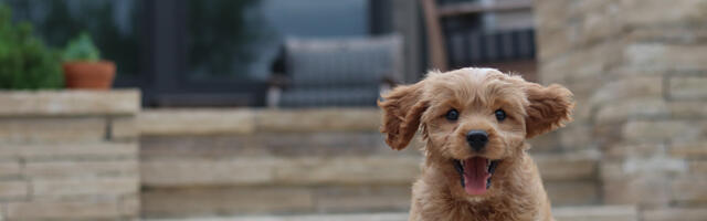 Viljandimaa naine sai kutsikat ostes petta