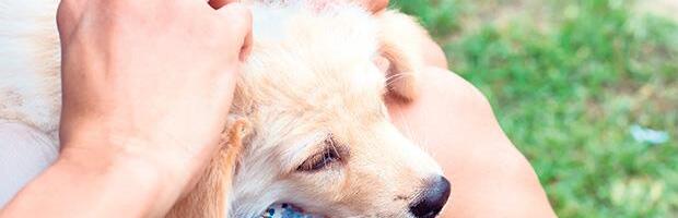 Prirodna zaštita: Evo kako oterati krpelje od pasa, beže od ovoga kao đavo od krsta!