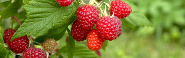 Vaarikakasvatuses õnnestumiseks peab teadma paari nippi