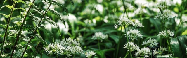 Käes on karulauguaeg! Ekspert õpetab, mida enne metsaminekut teadma pead