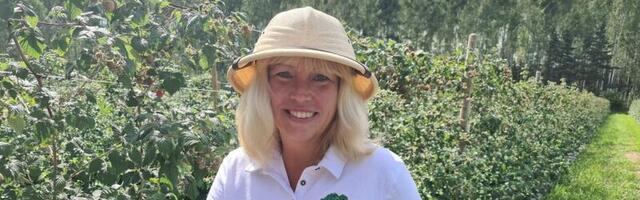 Millised purakad! Põlvamaa vaarikaistanduses kasvasid sel aastal rekordsuured vaarikad