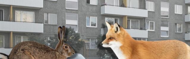 Rainer Vakra: päästes vigastatud jänesepoja võime mõista näljasurma rebasekutsika või kaitsealuse kaku