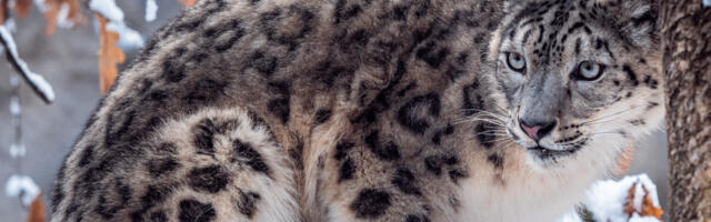 Sel laupäeval tähistatakse Tallinna loomaaias lumeleopardipäeva!