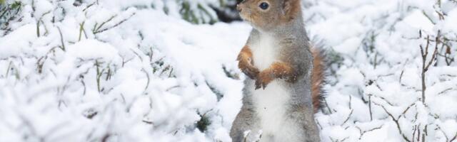 TALVISED FOTOD | Orav pahandab oma pika sabaga