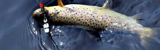 LUGEJA KÜSIB | Mis saab ebaseaduslikult püütud kaladest, kui keskkonnaamet need ära võtab?