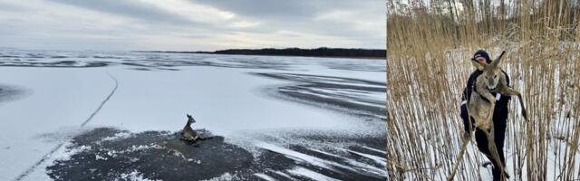 Piirivalvurid tõttasid appi Peipsil hätta sattunud kitsetallele