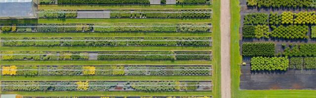 Aiandusekspert Jaanika Kondor annab nõu: kuidas valida taimi targalt ja vältida levinud vigu