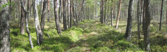 Muuseum korraldab ekspeditsiooni ajaloolise Rumbi soosillale - sajanditevanusele maanteelõigule keset raba