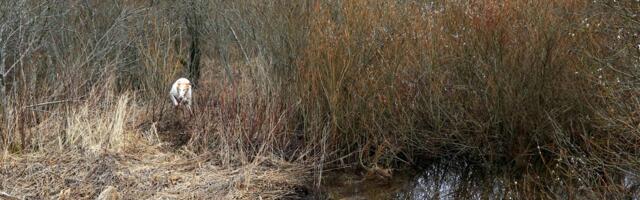 Looduse õiguste olukord Eestis