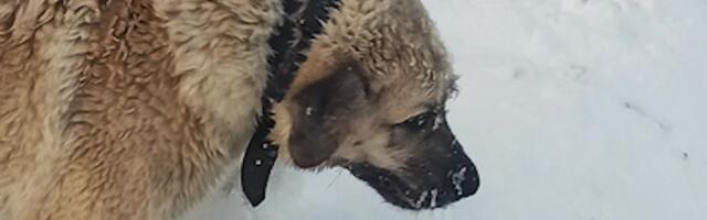 Reporter: Otepääl läbi jää vajunud koerale appi tõtanud päästjad vajusid ka ise järve