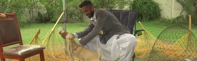 Kits Simbal on tõenäoliselt maailma kõige pikemad kõrvad