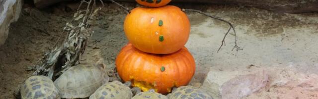 Tallinna loomaaed alustab sügisvaheaga suure kõrvitsapeoga