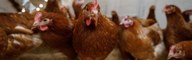 Lihatööstur teeb suure investeeringu ja pürgib Euroopast välja