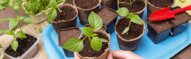 Milliseid köögivilju sel hooajal külvata? Alusta juba nüüd, et suvine saak oleks rikkalik