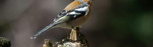 Lihavõtte linnuvaatluspäevadel nähti tänavu üle 80 000 linnu