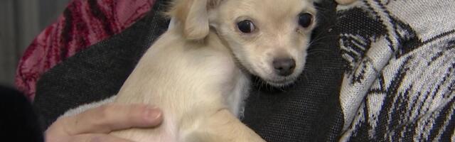 Reporter: Eestisse on lõpuks saabunud aeg, mil riik loomapiinajatele tõepoolest musklit näitab?