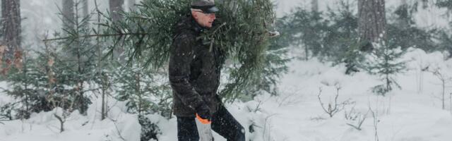 Riigimetsast toodi jõulupühadeks üle 8000 kuuse