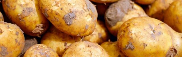 Eesti põllumehed protestivad Brüsselis koos 10 000 Euroopa põllumehega