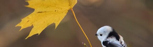 Kilvar Kessler NÄDALA FOTO