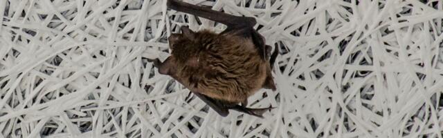 Talvituvaid nahkhiiri oodatakse kokku lugema