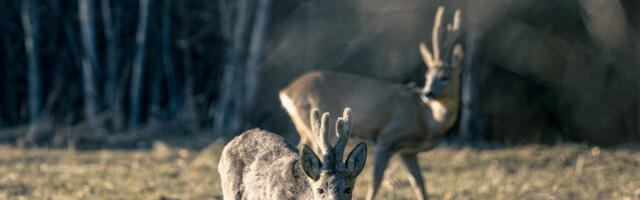 Mikk Lainvoo NÄDALA FOTO