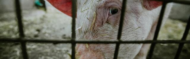 Eriti ohtliku loomataudi ennetamiseks määrati ligi 2,9 miljonit eurot toetust