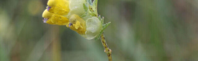 Kaudne geeniseire hoiatab varakult liigi hääbumisohu eest