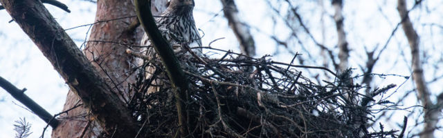 RMI lageraiest häiritud kanakullipere rajas uue kodu, kuid seegi kukkus koos poegadega alla