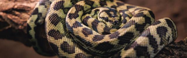 Austraalia teadlased tegid esmakordse omataolise avastuse