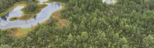 22400 hektarit metsa muudetakse 37 miljoni eest sooks