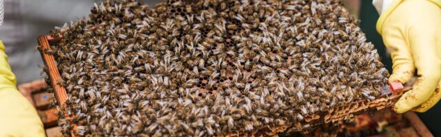 Aeglase hetke mesila ootab juulikuus külalisi