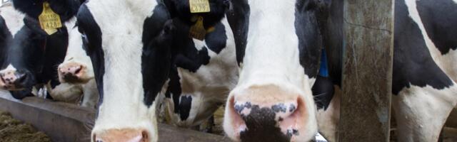 Piimatootja Vaklak Farming Group kasvatas ärikasumit rohkem kui kahekümnekordselt