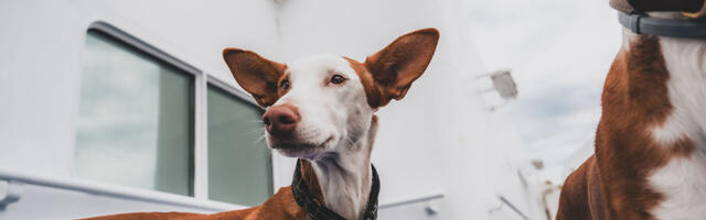 Koer pardal: nipid ja reeglid, mis päästavad merereisi